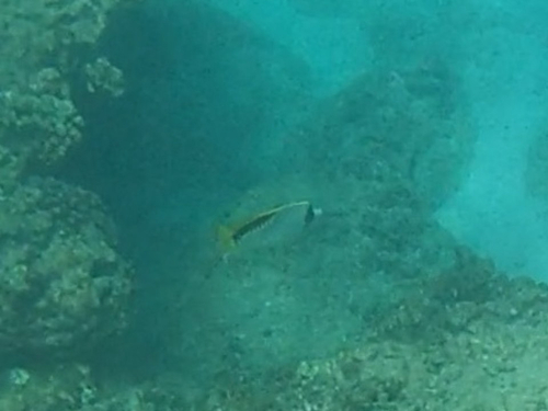 Chaetodon lineolatus, 2026-04-03