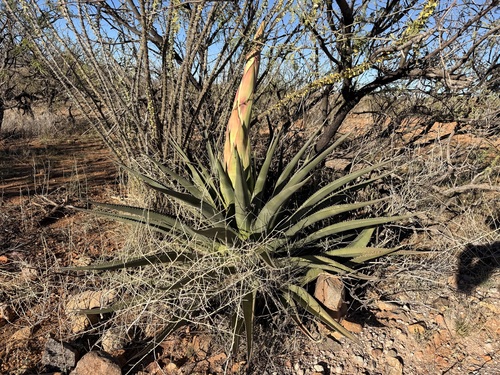 Palmer's Century Plant (Agave palmeri)