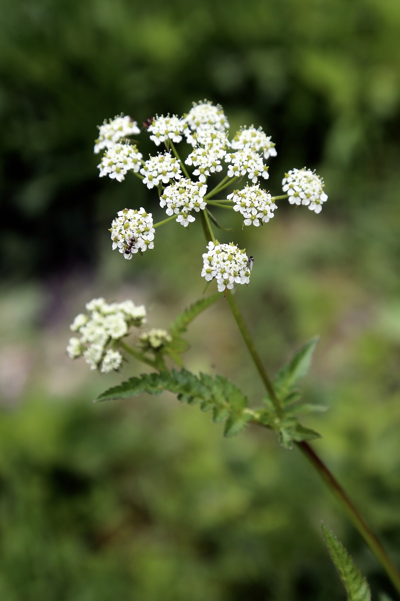 Golden Chervil (Chaerophyllum aureum)
