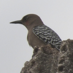 Melanerpes hypopolius