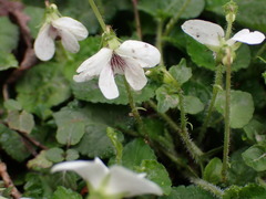 Viola adenothrix