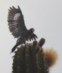 Melanerpes hypopolius