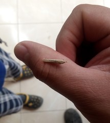 Lepidoptera