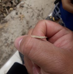 Lepidoptera