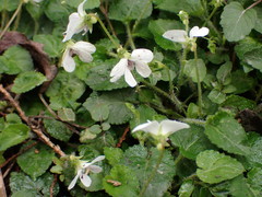 Viola adenothrix