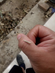 Lepidoptera