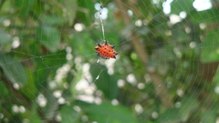 Gasteracantha cancriformis