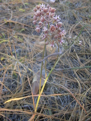 Asclepias fournieri