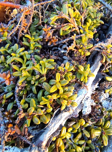 alpine azalea (Kalmia procumbens)