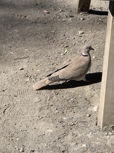 Avistamiento Streptopelia decaocto