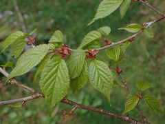 Prunus transarisanensis