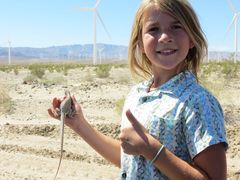 Dipsosaurus dorsalis dorsalis