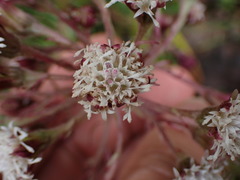 Petasites formosanus
