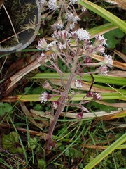Petasites formosanus