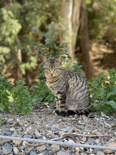 Avistamiento Gato montés (Sierra Nevada)
