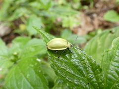 Asphaera pallida