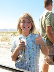 Dipsosaurus dorsalis dorsalis