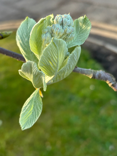 Whitebeam (Aria edulis)
