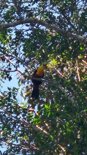 Red-breasted Toucan