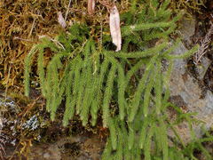 Lycopodium japonicum