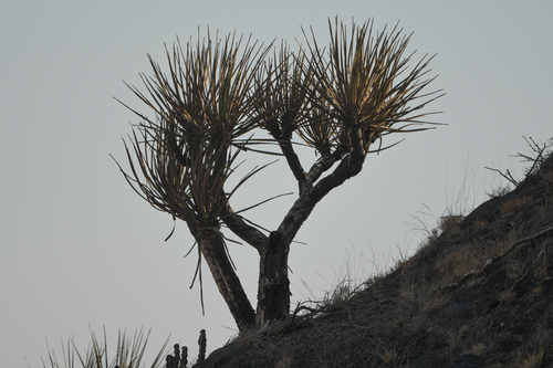 Dracaena serrulata, photograph 2