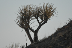Dracaena serrulata, photograph (c) Julien Renoult, some rights reserved (CC BY)