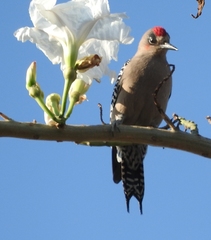 Melanerpes hypopolius