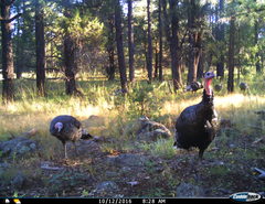 Meleagris gallopavo mexicana