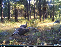 Meleagris gallopavo mexicana
