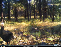 Meleagris gallopavo mexicana