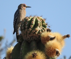 Melanerpes hypopolius