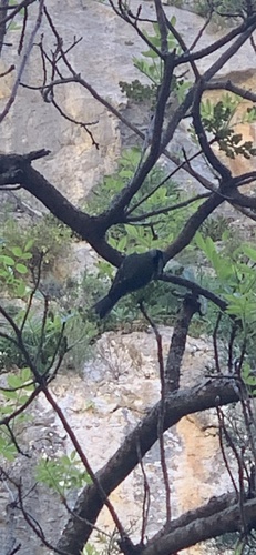 Avistamiento Cyanistes caeruleus