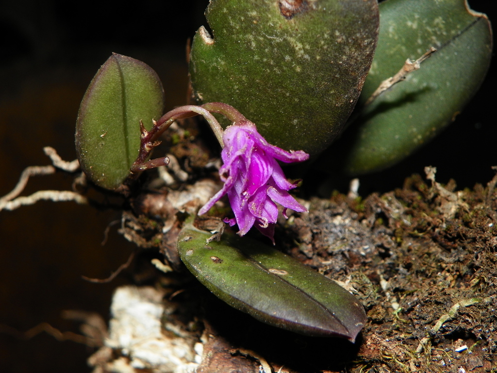 Meiracyllium gemma