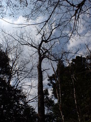 Sassafras randaiense