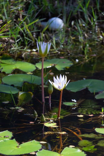 Nymphaea daubenyana observed 2026-03-19