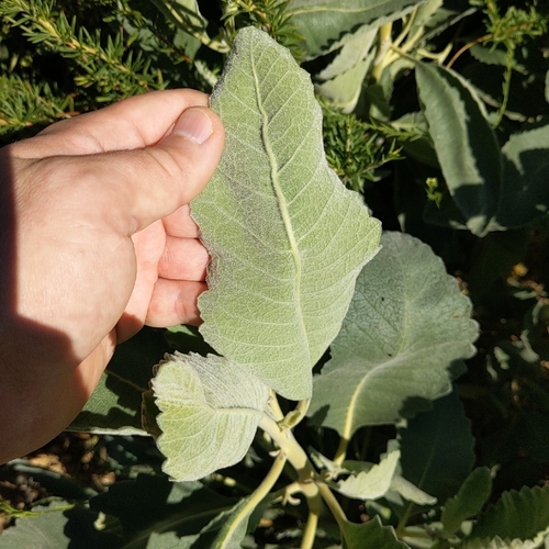 Thick-leaved Yerba Santa (Eriodictyon crassifolium)