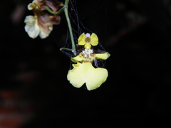 Oncidium suave