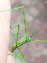 Macynia labiata