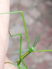 Macynia labiata