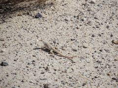 Dipsosaurus dorsalis dorsalis