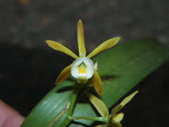Prosthechea pterocarpa