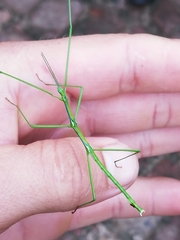 Macynia labiata