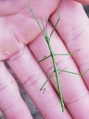 Macynia labiata