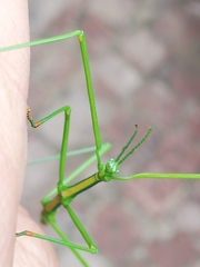 Macynia labiata