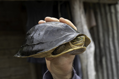 Cuora amboinensis kamaroma