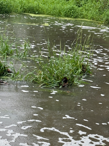 Texas wild rice (Zizania texana)