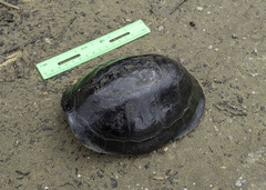 Cuora amboinensis kamaroma