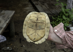 Cuora amboinensis kamaroma