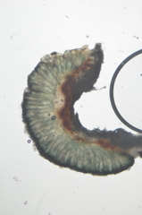 Mycoblastus sanguinarius