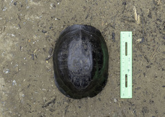 Cuora amboinensis kamaroma